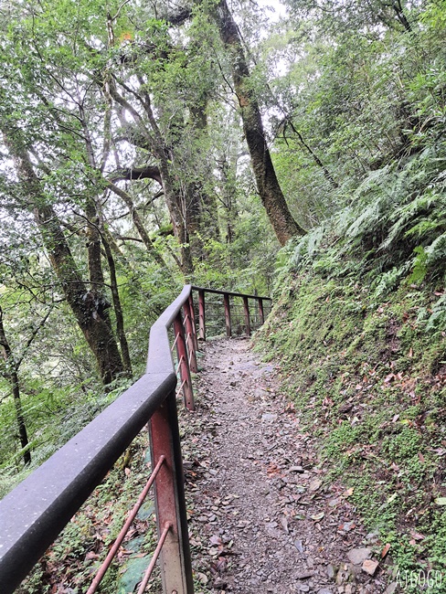 桃園景點 拉拉山神木群步道 北台灣唯一千年巨木林區 拉拉山森林遊樂區好走的森林步道