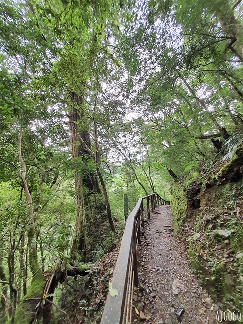 桃園景點 拉拉山神木群步道 北台灣唯一千年巨木林區 拉拉山森林遊樂區好走的森林步道
