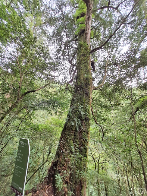 桃園景點 拉拉山神木群步道 北台灣唯一千年巨木林區 拉拉山森林遊樂區好走的森林步道
