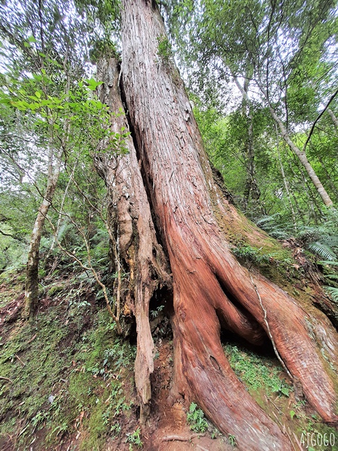 桃園景點 拉拉山神木群步道 北台灣唯一千年巨木林區 拉拉山森林遊樂區好走的森林步道