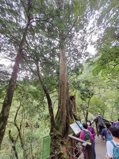 桃園景點 拉拉山神木群步道 北台灣唯一千年巨木林區 拉拉山森林遊樂區好走的森林步道