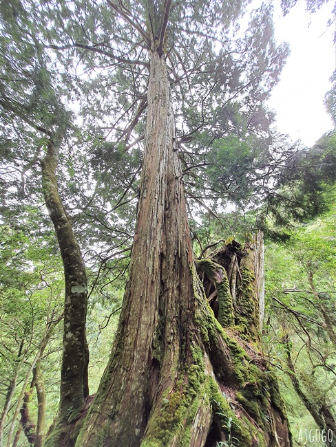 桃園景點 拉拉山神木群步道 北台灣唯一千年巨木林區 拉拉山森林遊樂區好走的森林步道