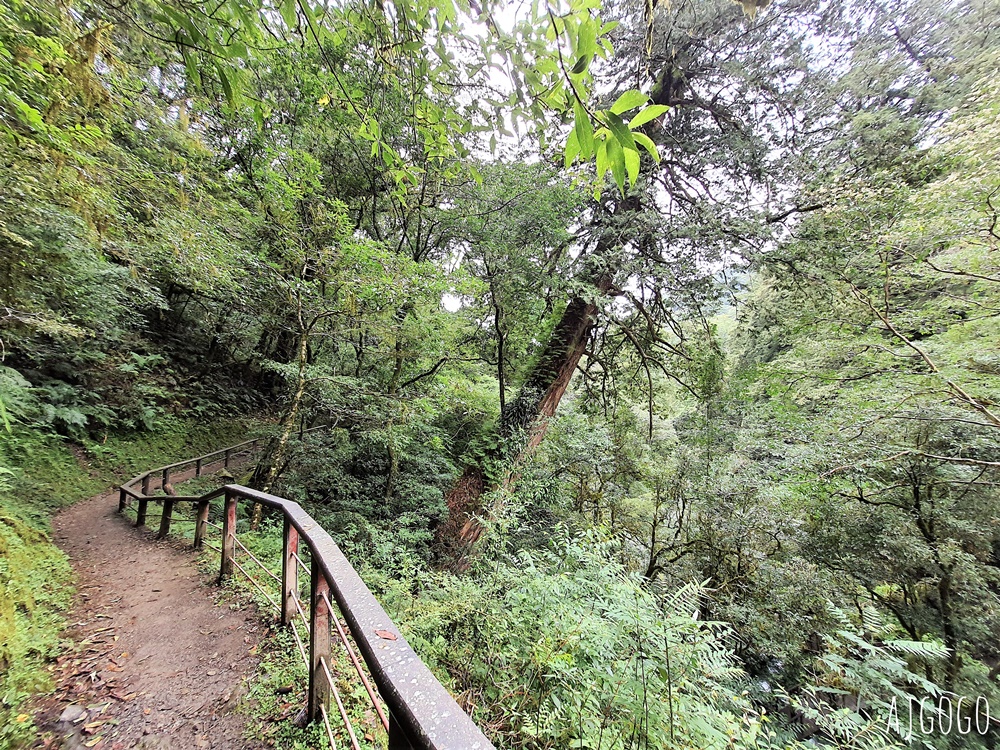 桃園景點 拉拉山神木群步道 北台灣唯一千年巨木林區 拉拉山森林遊樂區好走的森林步道