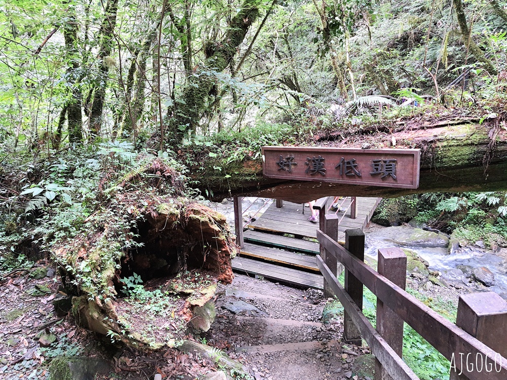 桃園景點 拉拉山神木群步道 北台灣唯一千年巨木林區 拉拉山森林遊樂區好走的森林步道