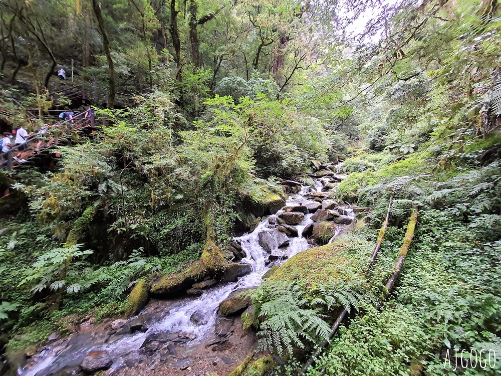 桃園景點 拉拉山神木群步道 北台灣唯一千年巨木林區 拉拉山森林遊樂區好走的森林步道