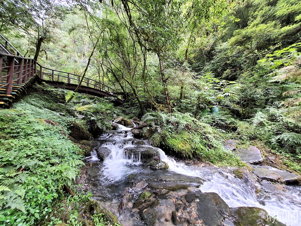桃園景點 拉拉山神木群步道 北台灣唯一千年巨木林區 拉拉山森林遊樂區好走的森林步道