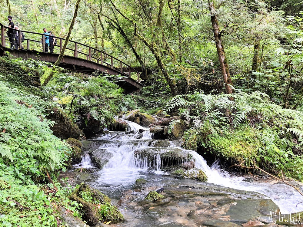 桃園景點 拉拉山神木群步道 北台灣唯一千年巨木林區 拉拉山森林遊樂區好走的森林步道