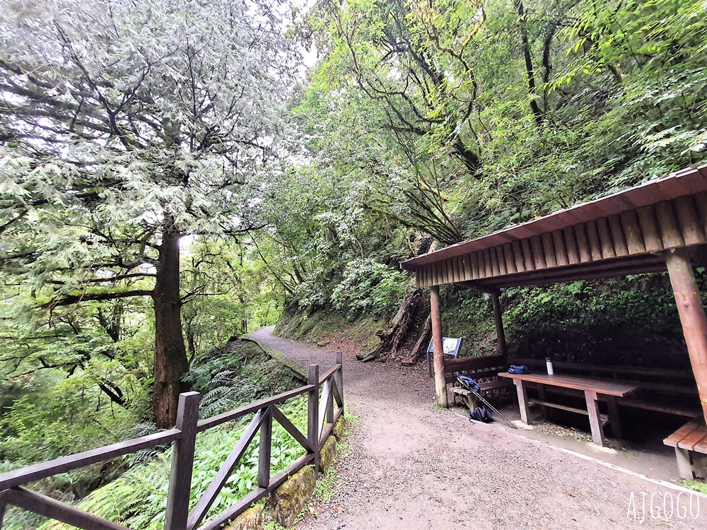 桃園景點 拉拉山神木群步道 北台灣唯一千年巨木林區 拉拉山森林遊樂區好走的森林步道