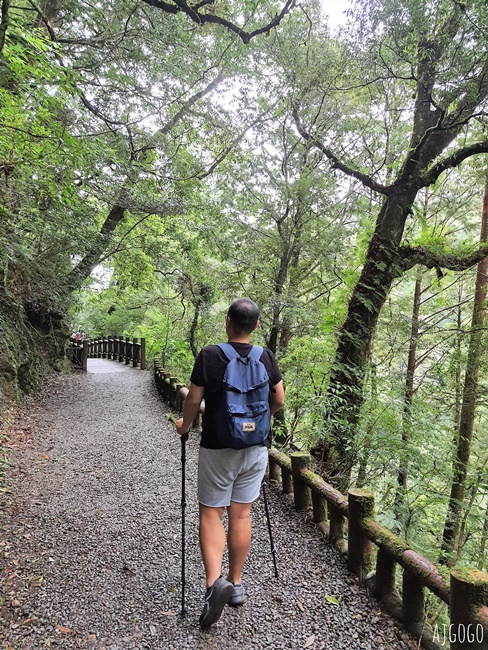 桃園景點 拉拉山神木群步道 北台灣唯一千年巨木林區 拉拉山森林遊樂區好走的森林步道