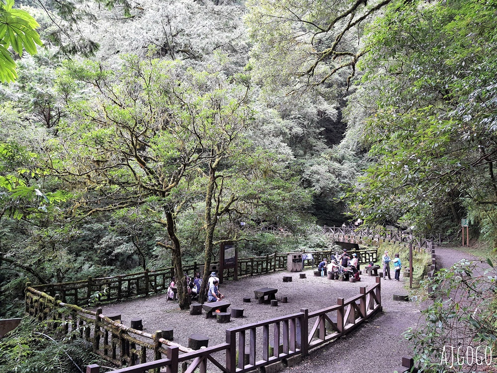 桃園景點 拉拉山神木群步道 北台灣唯一千年巨木林區 拉拉山森林遊樂區好走的森林步道