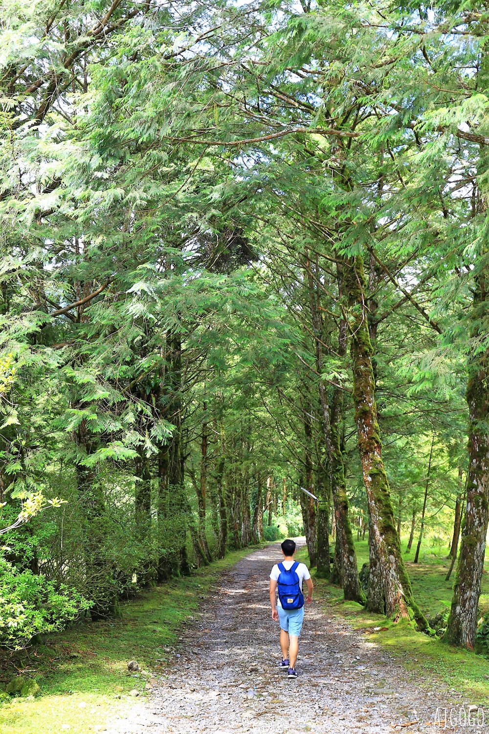 宜蘭景點 明池國家森林遊樂區 夏季避暑勝地 北橫公路景點推薦 宜蘭景點 明池國家森林遊樂區 夏季避暑勝地 北橫公路景點推薦