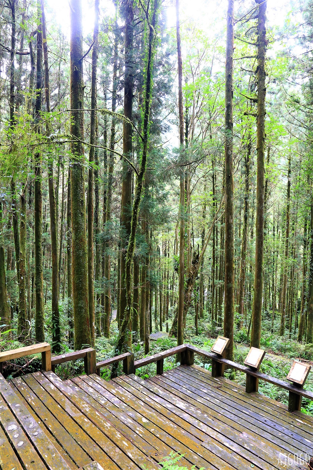 宜蘭景點 明池國家森林遊樂區 夏季避暑勝地 北橫公路景點推薦