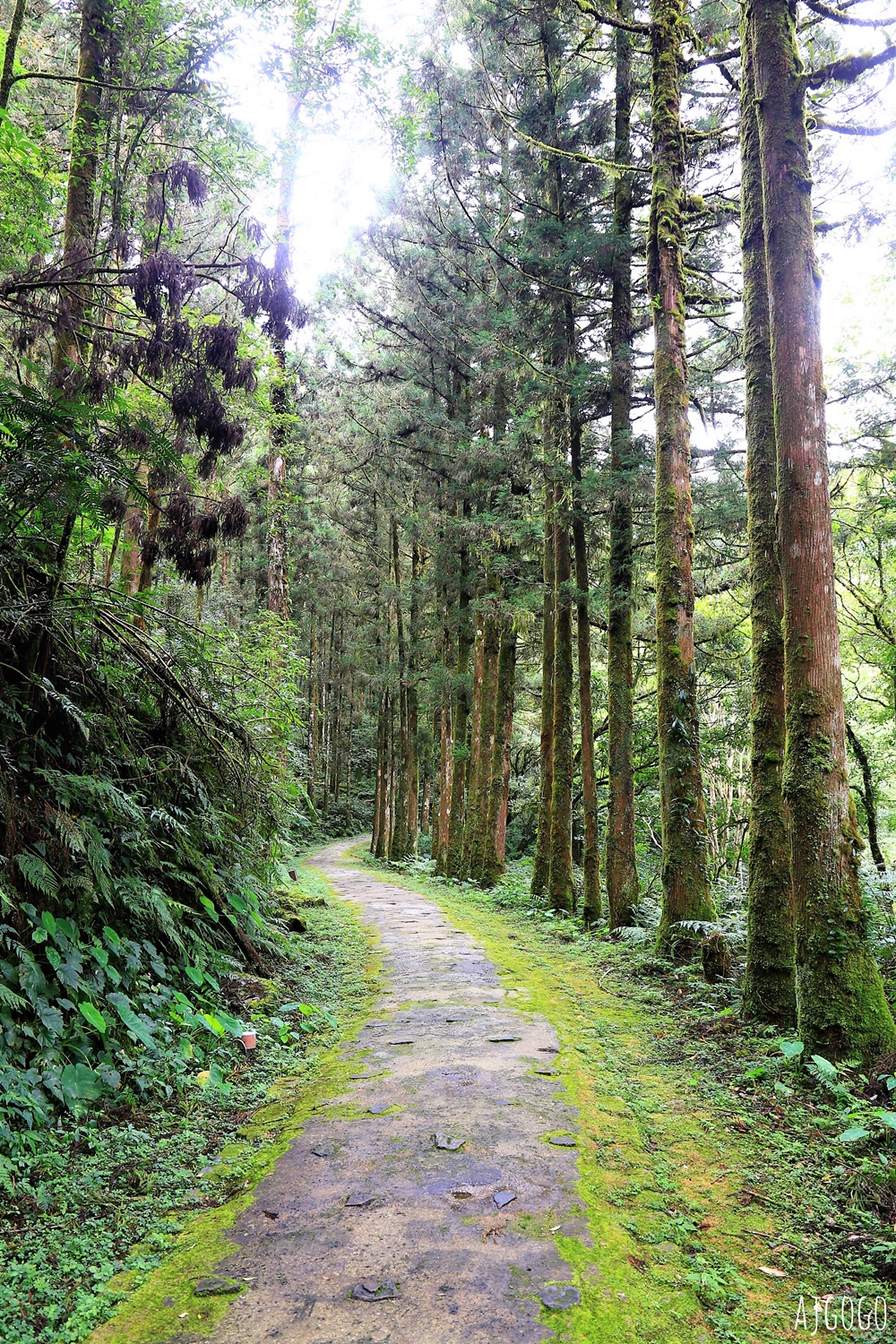 宜蘭景點 明池國家森林遊樂區 夏季避暑勝地 北橫公路景點推薦