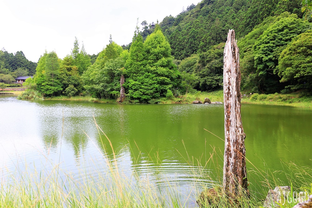 宜蘭景點 明池國家森林遊樂區 夏季避暑勝地 北橫公路景點推薦