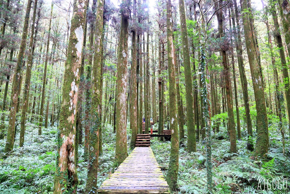 宜蘭景點 明池國家森林遊樂區 夏季避暑勝地 北橫公路景點推薦 宜蘭景點 明池國家森林遊樂區 夏季避暑勝地 北橫公路景點推薦