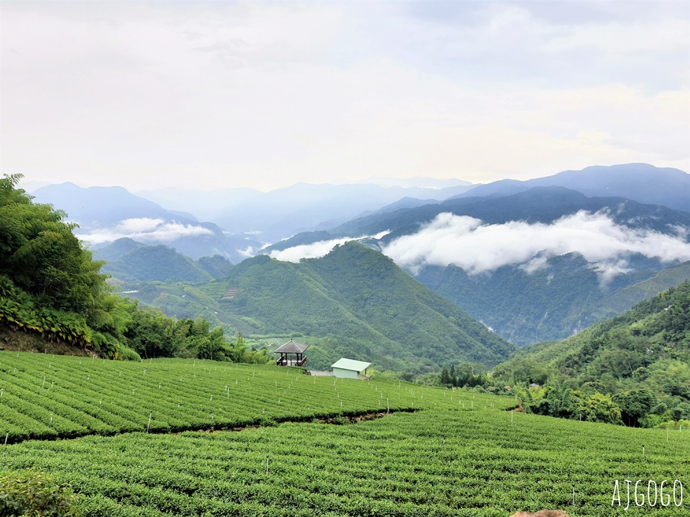 阿里山景點 霧之道 阿里山石棹茶園步道推薦 停車場 阿里山一日遊