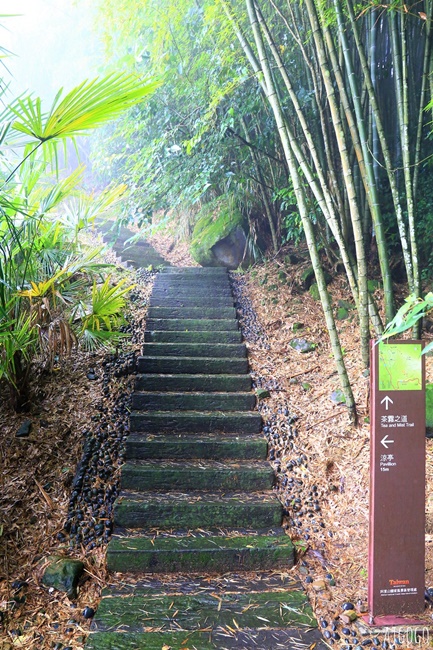 阿里山景點 霧之道 阿里山石棹茶園步道推薦 停車場 阿里山一日遊