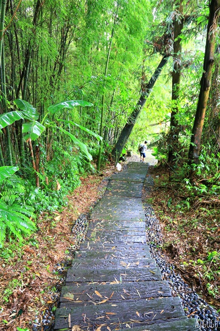 阿里山景點 霧之道 阿里山石棹茶園步道推薦 停車場 阿里山一日遊