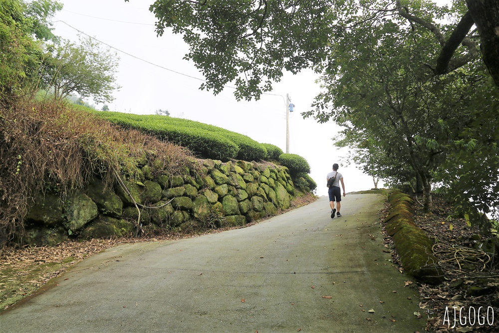 阿里山景點 霧之道 阿里山石棹茶園步道推薦 停車場 阿里山一日遊