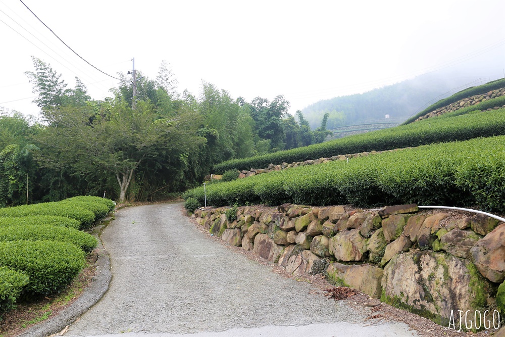 阿里山景點 霧之道 阿里山石棹茶園步道推薦 停車場 阿里山一日遊