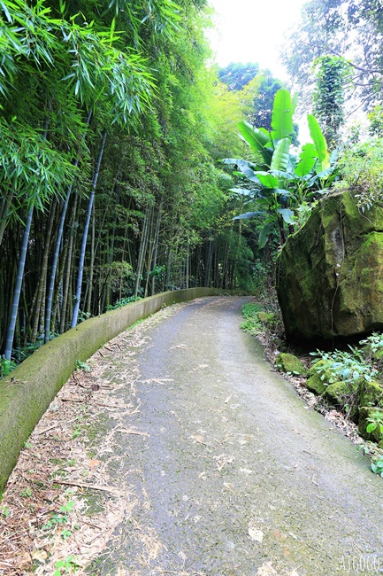 阿里山景點 霧之道 阿里山石棹茶園步道推薦 停車場 阿里山一日遊