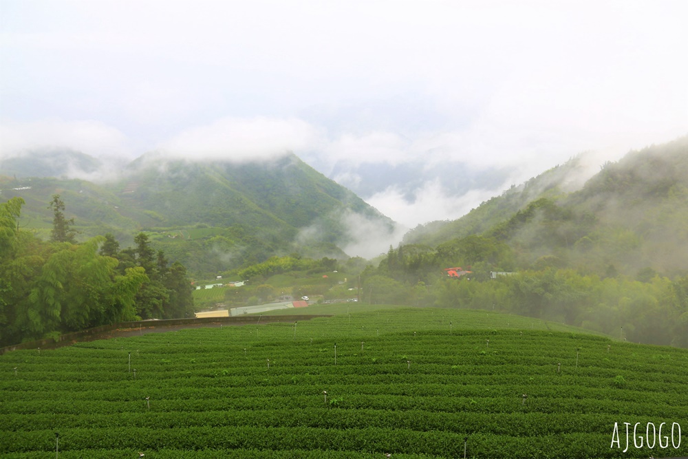 阿里山景點 霧之道 阿里山石棹茶園步道推薦 停車場 阿里山一日遊