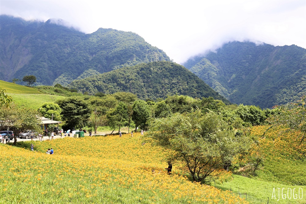 花蓮景點 花蓮六十石山金針花季 每年8~9月盛開 3座觀景台推薦 炸金針花好吃