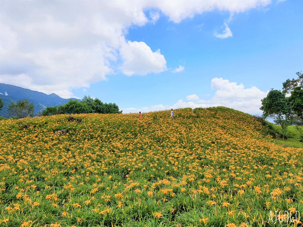 花蓮景點 花蓮六十石山金針花季 每年8~9月盛開 3座觀景台推薦 炸金針花好吃