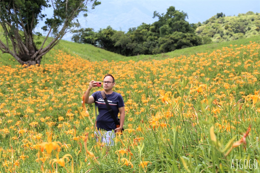花蓮景點 花蓮六十石山金針花季 每年8~9月盛開 3座觀景台推薦 炸金針花好吃