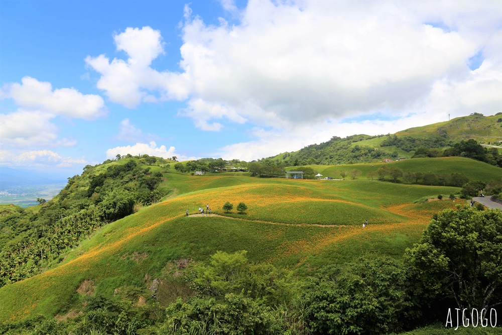花蓮景點 花蓮六十石山金針花季 每年8~9月盛開 3座觀景台推薦 炸金針花好吃