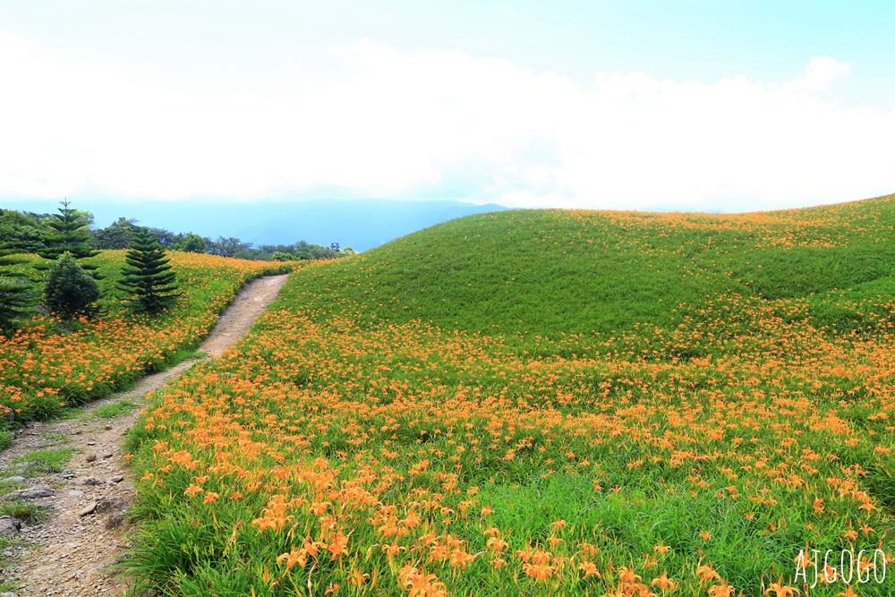 花蓮景點 花蓮六十石山金針花季 每年8~9月盛開 3座觀景台推薦 炸金針花好吃