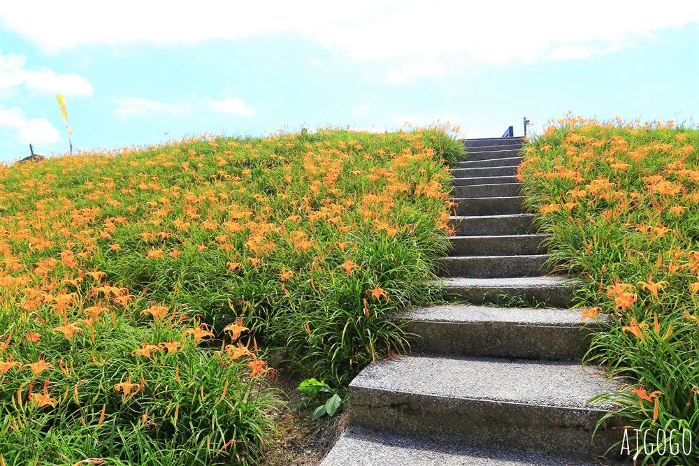 花蓮景點 花蓮六十石山金針花季 每年8~9月盛開 3座觀景台推薦 炸金針花好吃