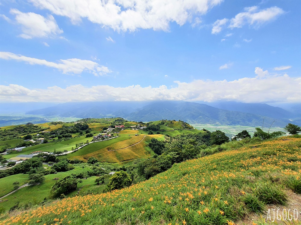 花蓮景點 花蓮六十石山金針花季 每年8~9月盛開 3座觀景台推薦 炸金針花好吃