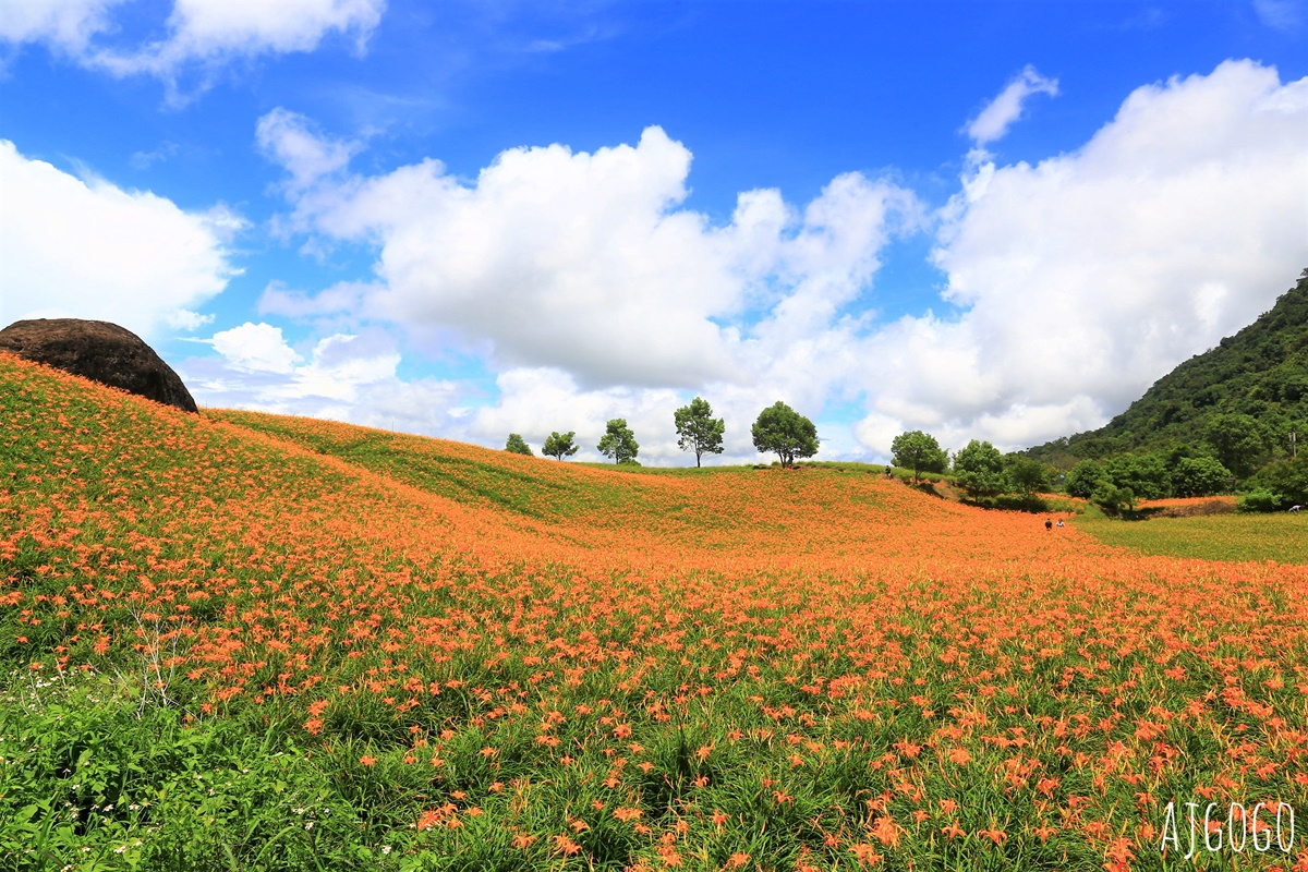 花蓮景點 花蓮赤科山金針花地毯 好像北海道 花蓮金針花季 @AJ的旅行地圖