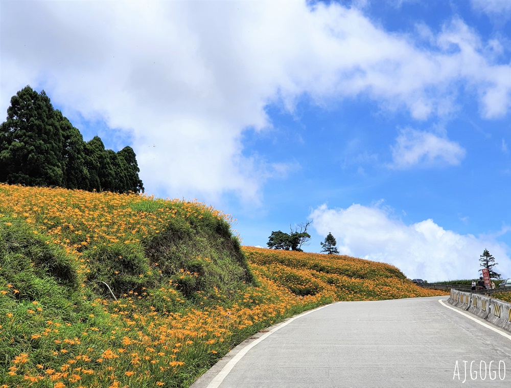 花蓮景點 花蓮赤科山金針花地毯 好像北海道 花蓮金針花季
