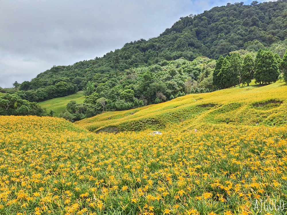 花蓮景點 花蓮赤科山金針花地毯 好像北海道 花蓮金針花季