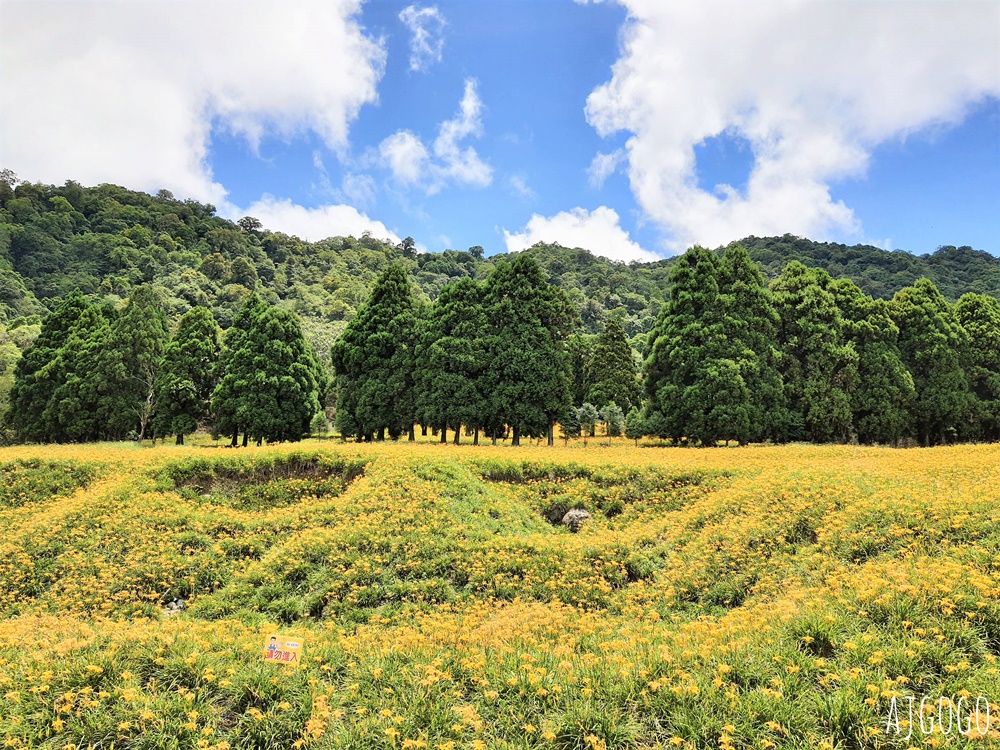 花蓮景點 花蓮赤科山金針花地毯 好像北海道 花蓮金針花季