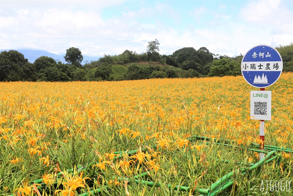 花蓮景點 花蓮赤科山金針花地毯 好像北海道 花蓮金針花季