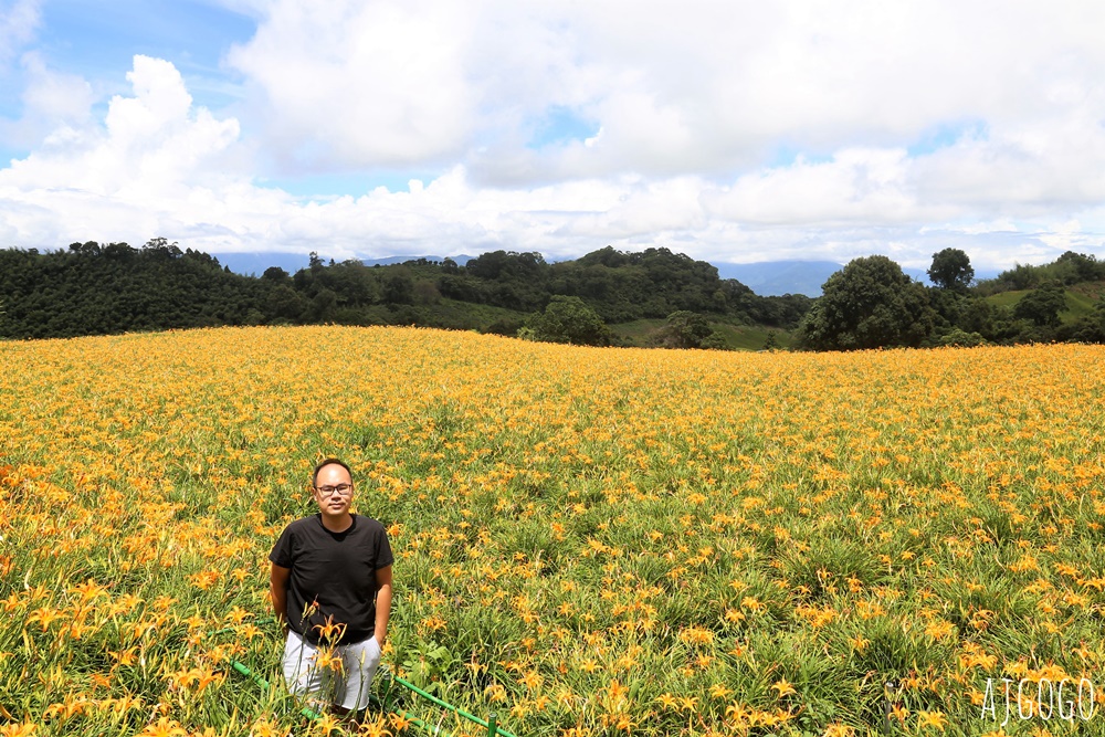 花蓮景點 花蓮赤科山金針花地毯 好像北海道 花蓮金針花季