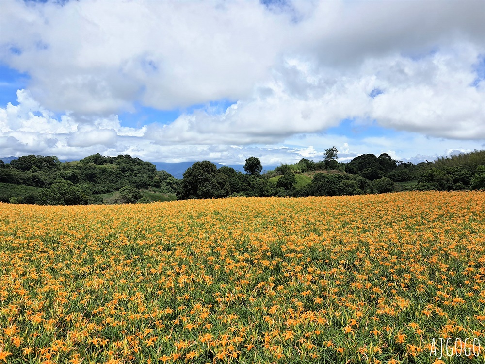 花蓮景點 花蓮赤科山金針花地毯 好像北海道 花蓮金針花季
