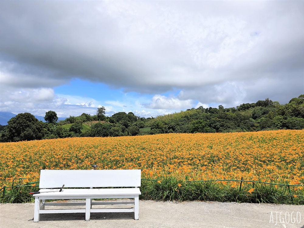 花蓮景點 花蓮赤科山金針花地毯 好像北海道 花蓮金針花季