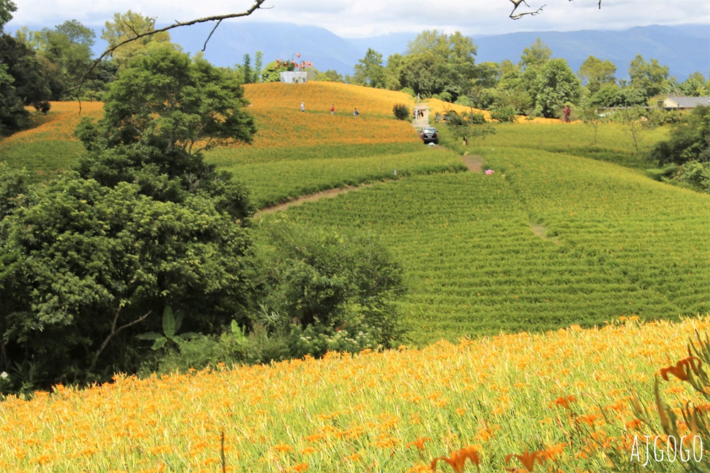 花蓮景點 花蓮赤科山金針花地毯 好像北海道 花蓮金針花季