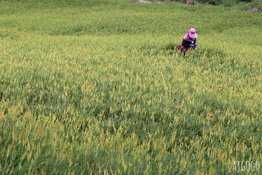 花蓮景點 花蓮赤科山金針花地毯 好像北海道 花蓮金針花季