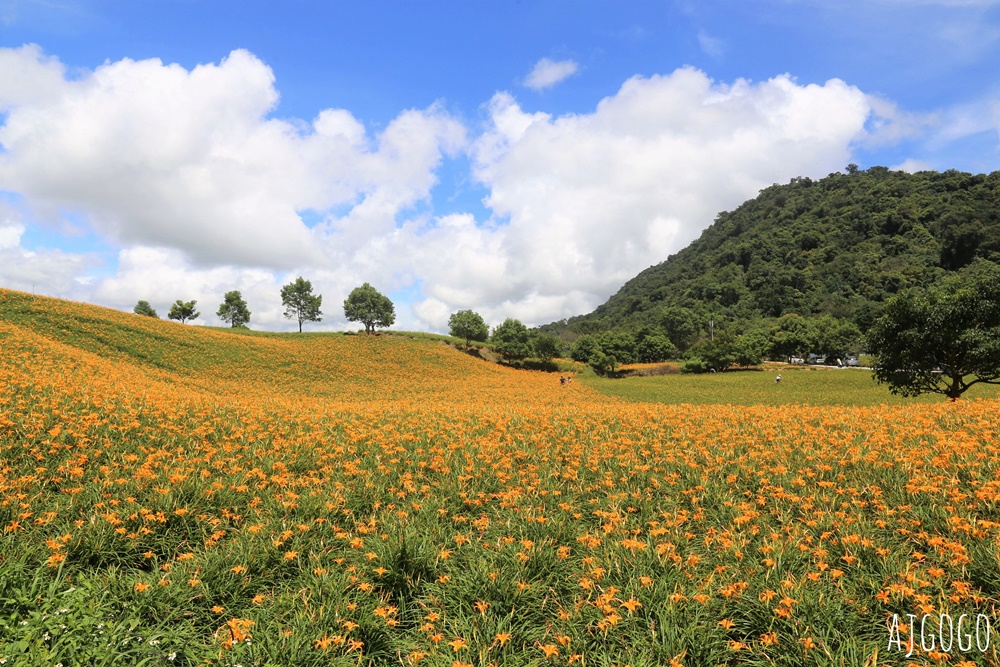 花蓮景點 花蓮赤科山金針花地毯 好像北海道 花蓮金針花季