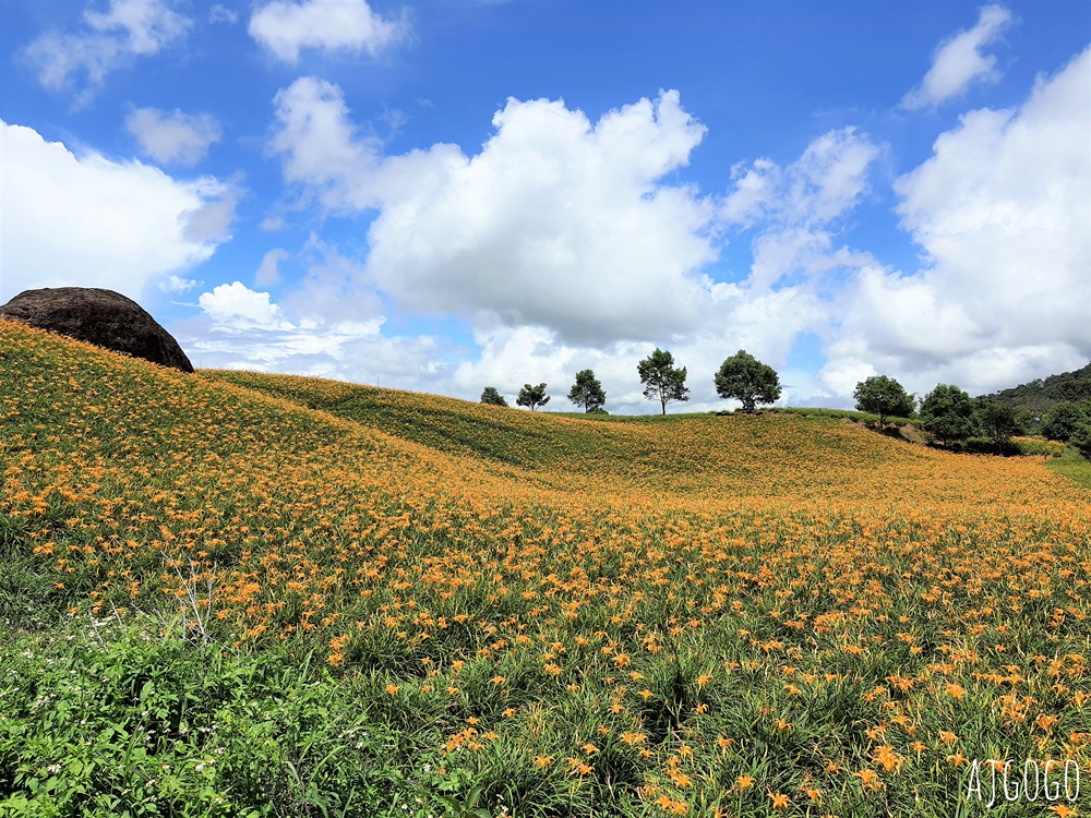 花蓮景點 花蓮赤科山金針花地毯 好像北海道 花蓮金針花季