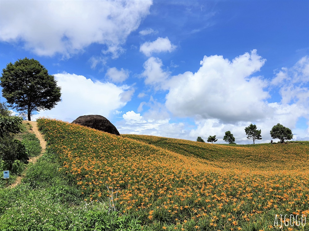 花蓮景點 花蓮赤科山金針花地毯 好像北海道 花蓮金針花季