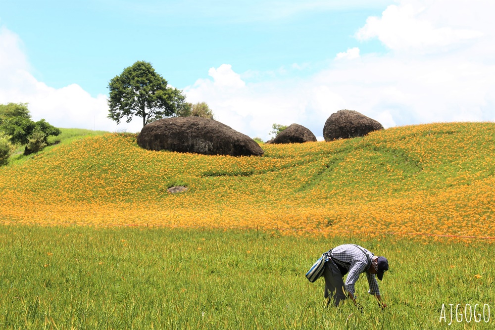 花蓮景點 花蓮赤科山金針花地毯 好像北海道 花蓮金針花季