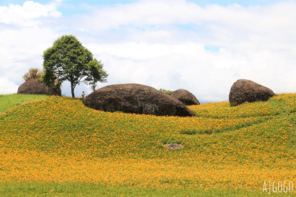 花蓮景點 花蓮赤科山金針花地毯 好像北海道 花蓮金針花季