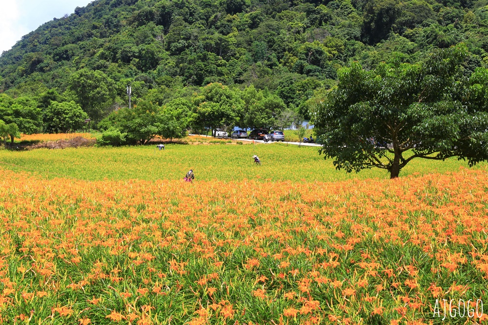 花蓮景點 花蓮赤科山金針花地毯 好像北海道 花蓮金針花季