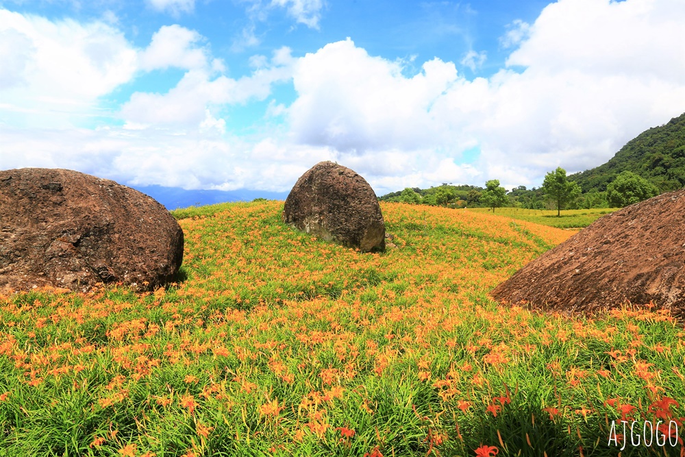 花蓮景點 花蓮赤科山金針花地毯 好像北海道 花蓮金針花季